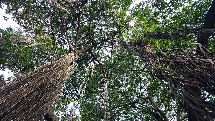 strom, Příroda, Banyan tree, Indie, Les, venku