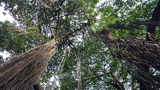 puu, Luonto, Banyan tree, Intia, Metsä, ulkona