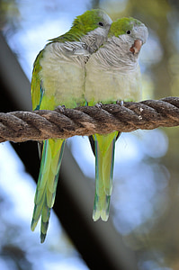 papagoi, Lovebird, paar, lind, lennata, tiivad, Feather