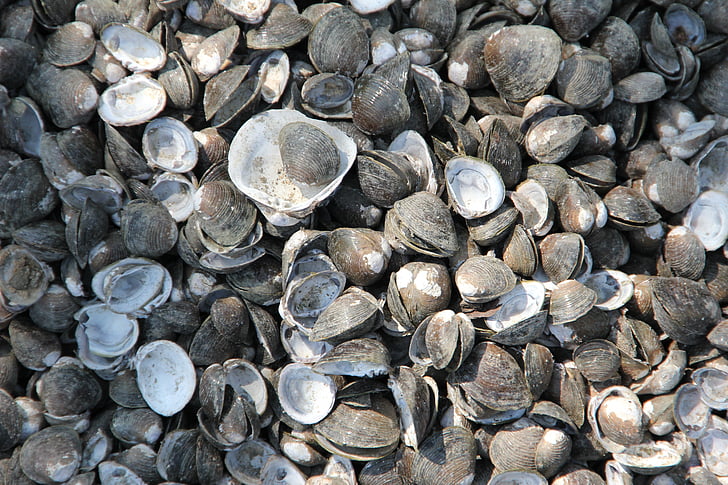 Mejillones, cáscaras de, conchas de mejillón, animales del mar