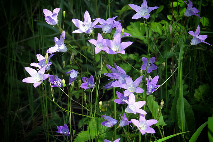 blomst, Bredbladet Klokke, ENG, natur, plante, lilla