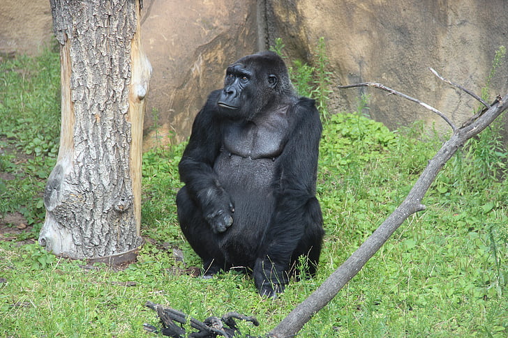 gorilla, Zoo, Moskva zoo, sort, abe, forrang, ingen mennesker
