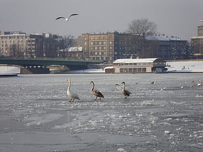 Zima, Rijeka, LED, smrznuta Rijeka, voda ptice, Odstojnik