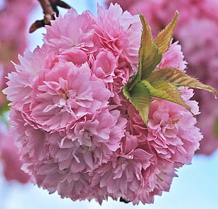 japoniškos vyšnios žiedų, Japonijos vyšnių, medis, rožinė, pavasarį, filialas, žiedų