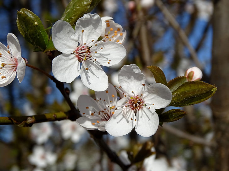 körsbärsblommor, blommor, våren, vit, Stäng, Bloom, träd