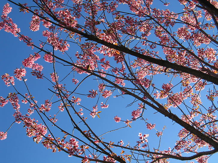 pavasarį, vyšnių žiedai, Gamta