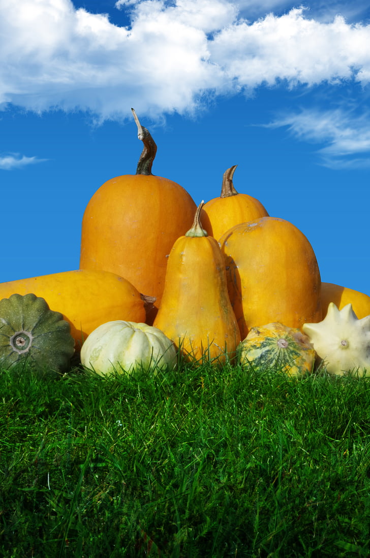 calabaza, otoño, naranja, cosecha