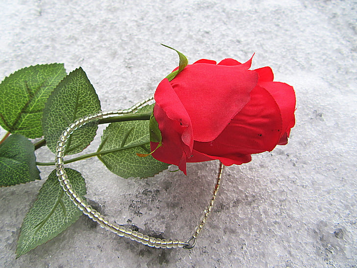 rose, the heart of, snow, love, decoration, romance, valentine