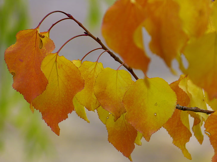 listy, barevný podzim, barevné, na podzim listy, padajícího listí, podzim, červená