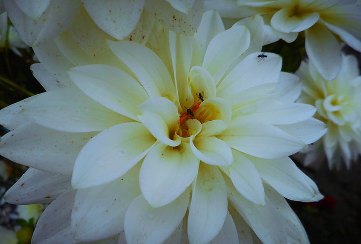 dalia, bloom, white, nice, flower