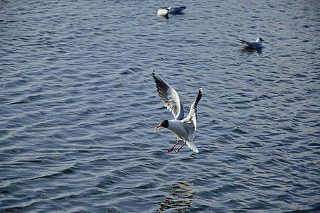 Seagull, vogel, vlucht, natuur, vleugels, Lake, dieren