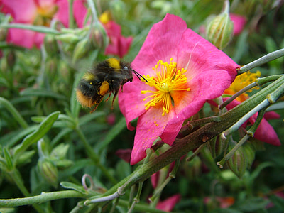 пчела, розово цвете, природата, насекоми, лято, цветен прашец, флора