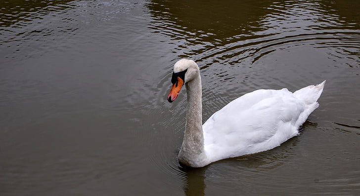 pond, white, bird, animal, swan, water