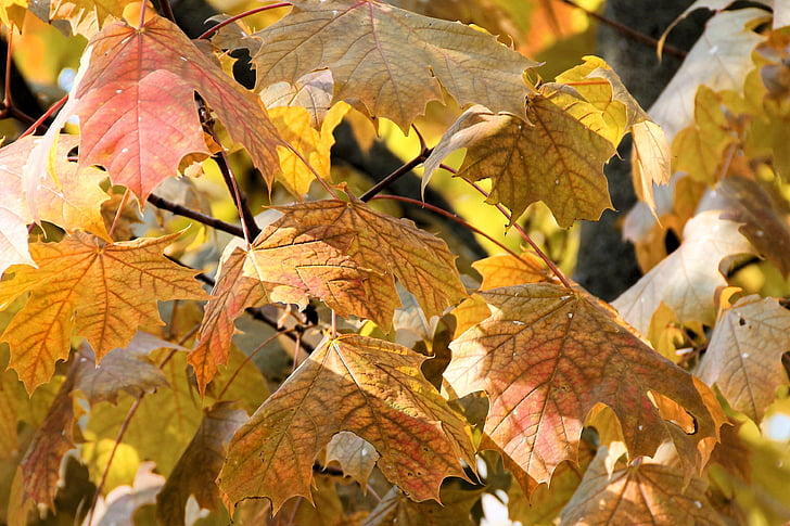 foglie, fogliame di caduta, foglie colorate, marrone, colore di caduta, foresta, luce di autunno
