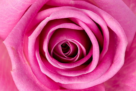 rose, flower, pink, bloom, macro, flowers, pink flower