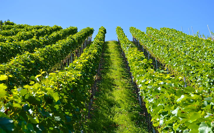 kebun anggur, seri, Gunung, pemandangan, winegrowing, anggur, Grapevine
