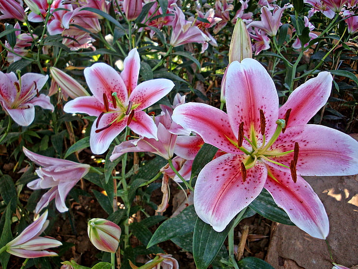 lily, flowers, pink, aroma
