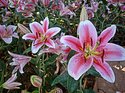 Lily, kvety, ružová, aróma