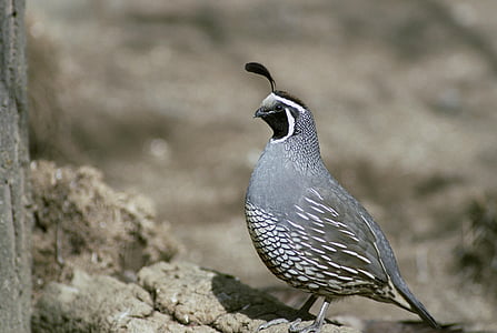 quail, birds, california, animal, fauna