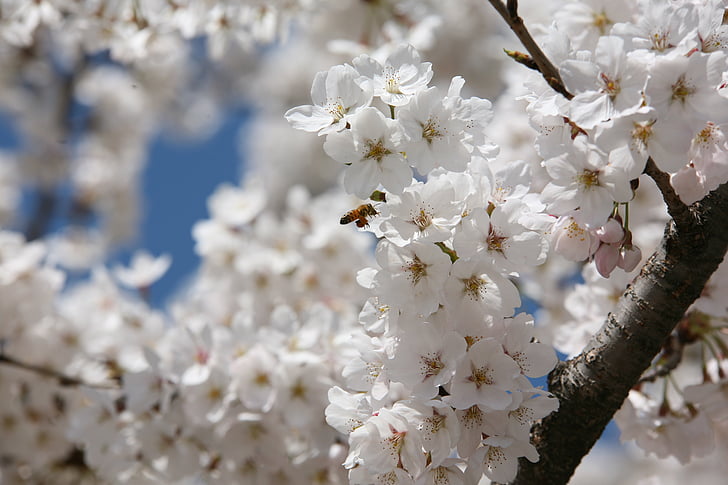 април, Пролет, цветя, природата, растения, Пролетни цветя, пчела