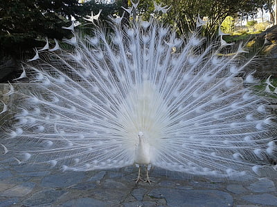 peacock, white, courtship, ave, feathers, beautiful, animals
