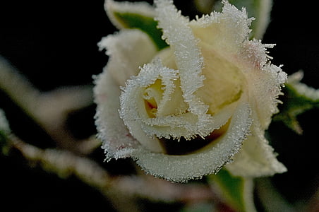 winter, rose, ripe, cold, anemone blanda, nature, close-up