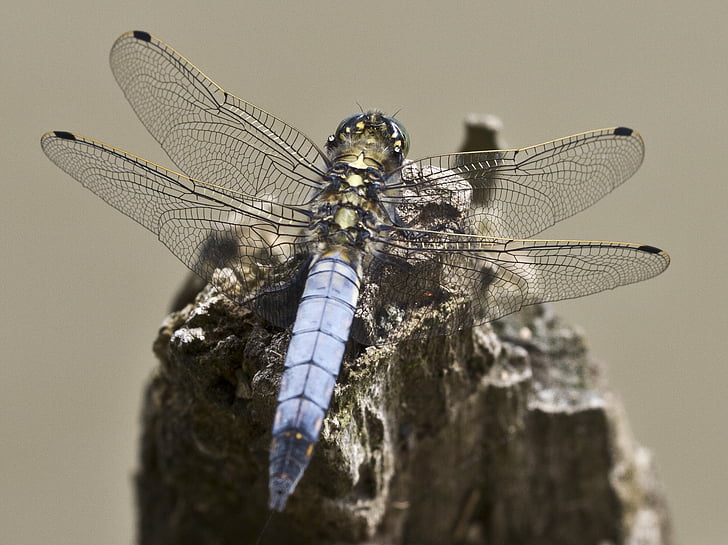 Dragonfly, insektov, blizu, krilo, filigrana, zmaja, letenje, živali krilo