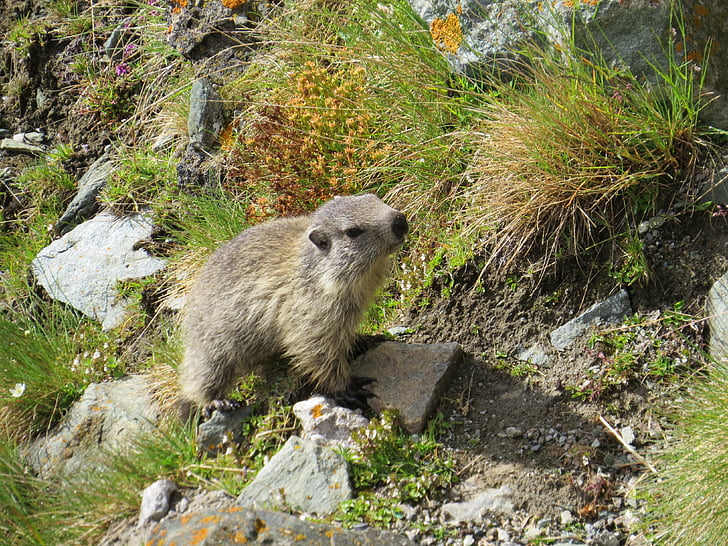 Marmot, hewan, Manis