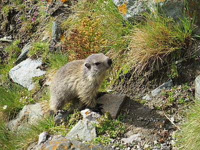marmota, animale, drăguţ