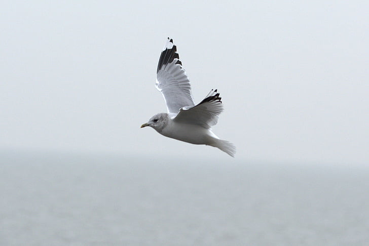 herring gull, seagull, larus, bird, laridae, north sea, seevogel