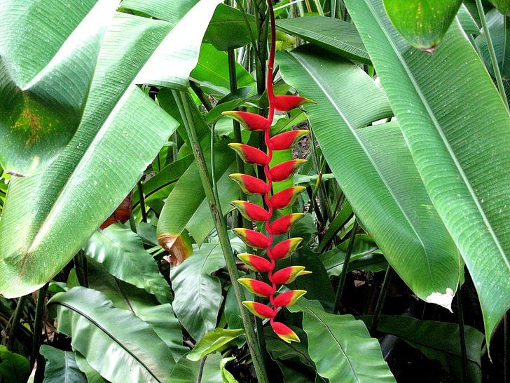 röd, banan, blomma, Tropical, naturliga, färgglada, naturen