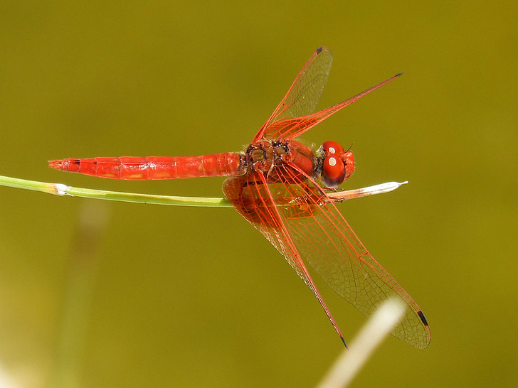 Dragonfly, punainen sudenkorento, lampi, siivekäs hyönteinen, annulata trithemis