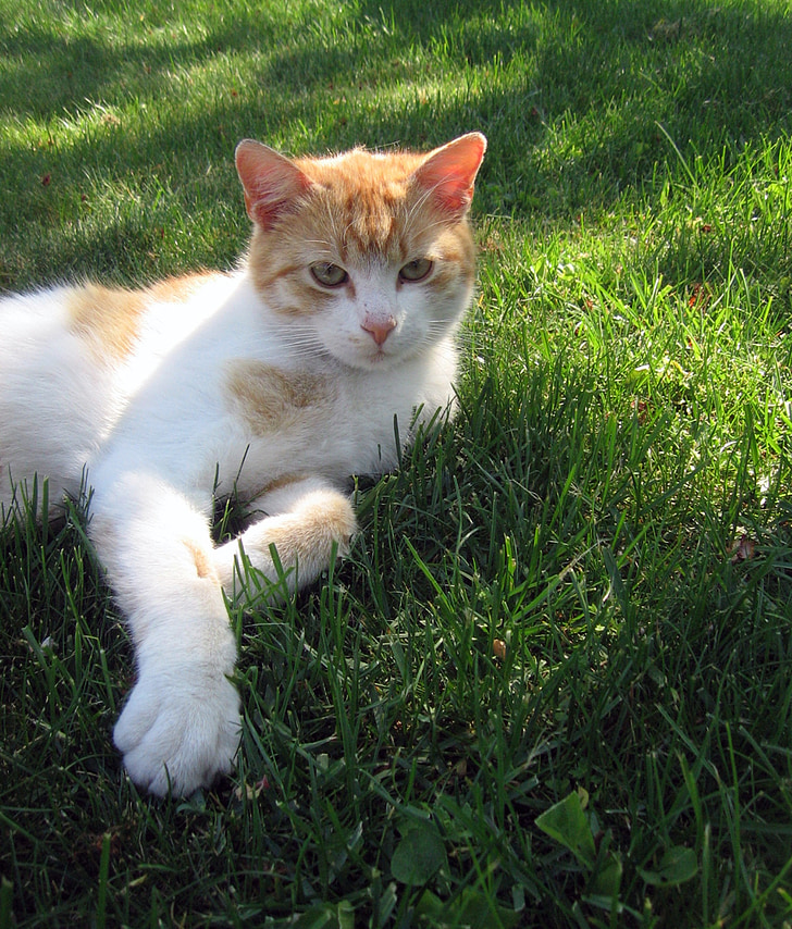 katten, Tomcat, løgn, gresset, rozkošné, fred, pust i bakken