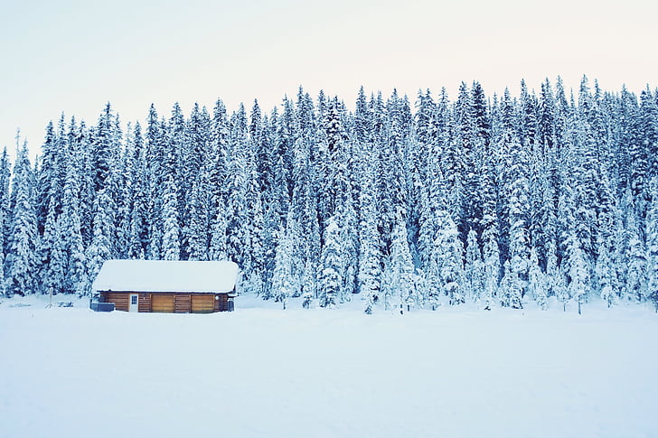 cold, cottage, pines, snow, trees, white, winter