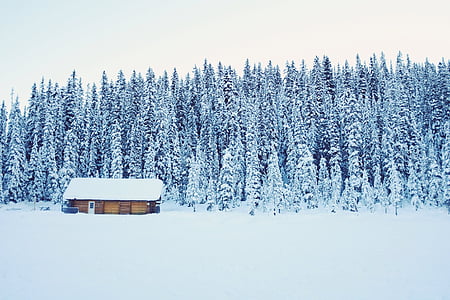 auksti, māja, priedes, sniega, koki, balta, ziemas