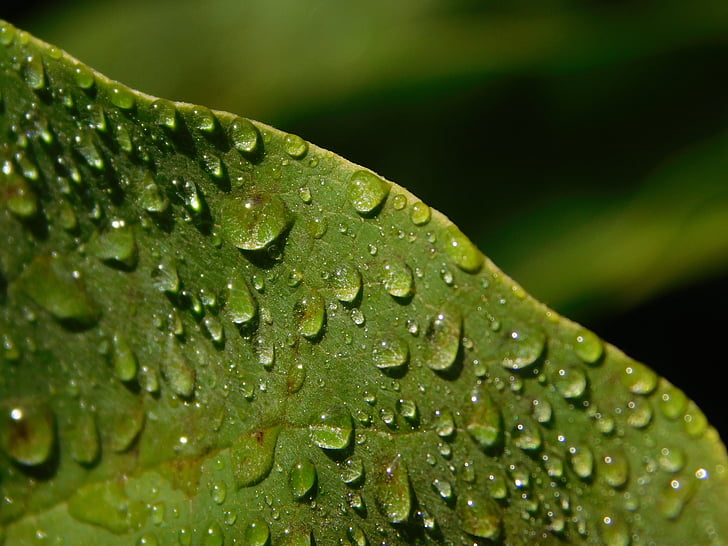 листа, капка вода, дъждовна капка, капково, дъжд, роса, Благодатните
