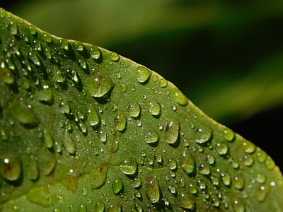 leaf, drop of water, raindrop, drip, rain, dew, dewdrop