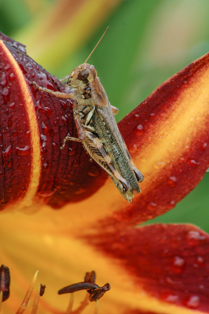 daylily with grasshopper, macro, grasshopper, flowers, daylily, garden, burgundy