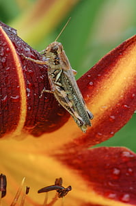 azucenas con grasshopper, macro, saltamontes, flores, azucenas, jardín, Borgoña