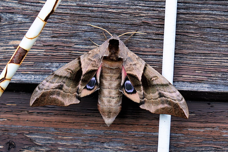 moth, insect, animal, nature, wing, flight insect, butterfly