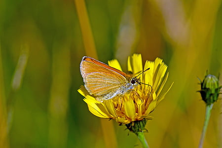 braunkolbiger, skipper butterflies, skipper, insect, nature, butterfly - Insect, animal