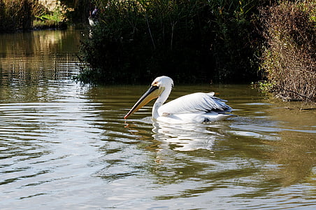 pelikan, bird, water bird, floating, water, reed, enclosure