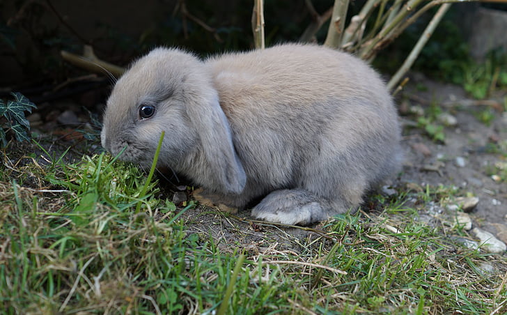 grass, fur, rabbit, schlappohr rabbit, animal, pet, meadow