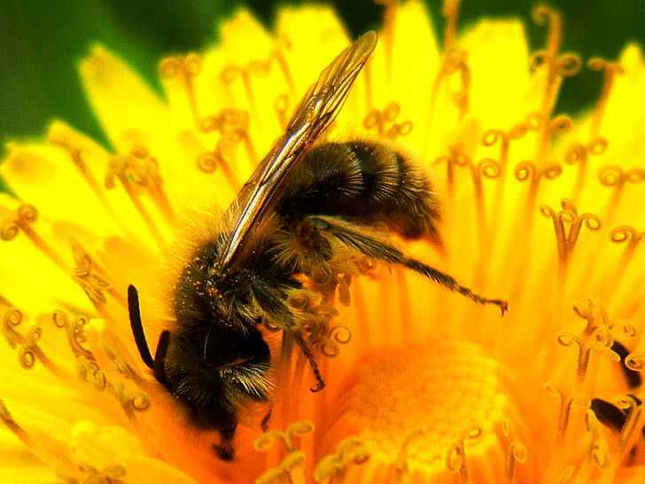 mniszek lekarski, Pszczoła, kwiat, Natura, wiosna, makro, ogród