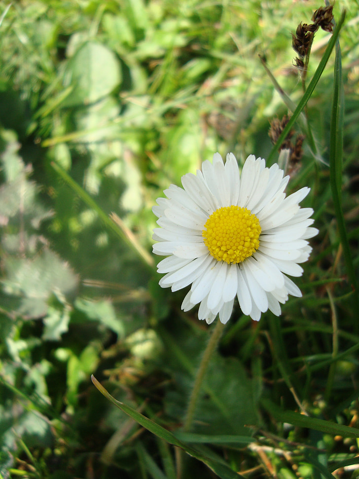 Daisy, blommor, äng, spetsiga blomma, gul, vit, våren