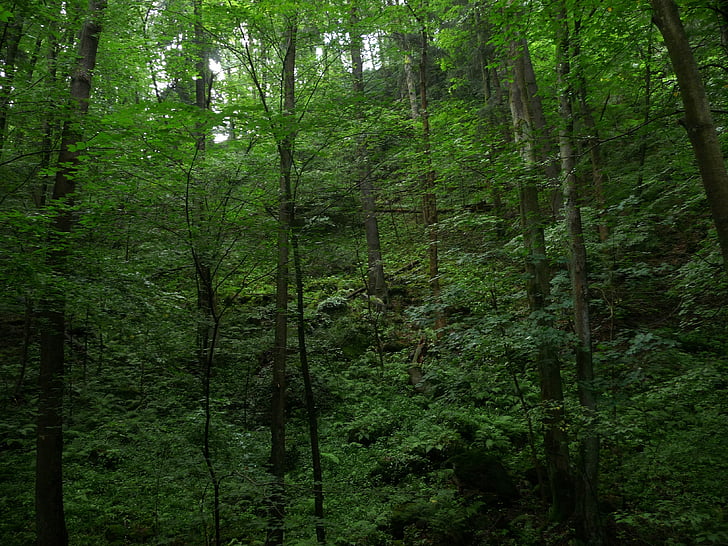 rotko, Luonto, puut, vihreä, Gorge trail, Rock, kivet
