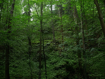 jurang, alam, pohon, hijau, Gorge trail, batu, batu