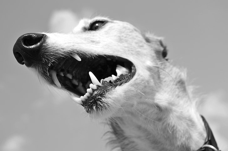 hond, dier, Greyhound, Spaanse windhond, snuit, tand, neus
