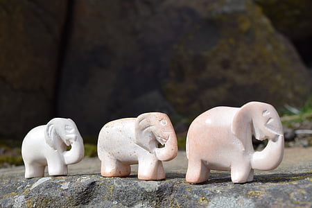 elefant familie, gå, Safari