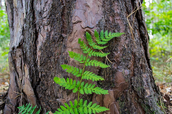 tribe, bark, leaf, green, brown, tree trunk, tree